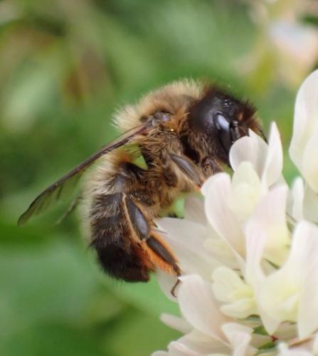 Osmia (emarginata-mustelina)